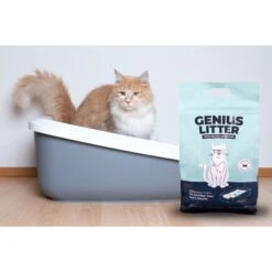 Alpha Paw Genius Litter With Health Indicator Cat Litter, 6-lbs -Cat Supplies 344555 PT3. AC SS1800 V1667332411