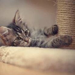 Pet Adobe 19-in Sisal Cat Tree & Condo -Cat Supplies 345039 PT4. AC SS1800 V1637279604