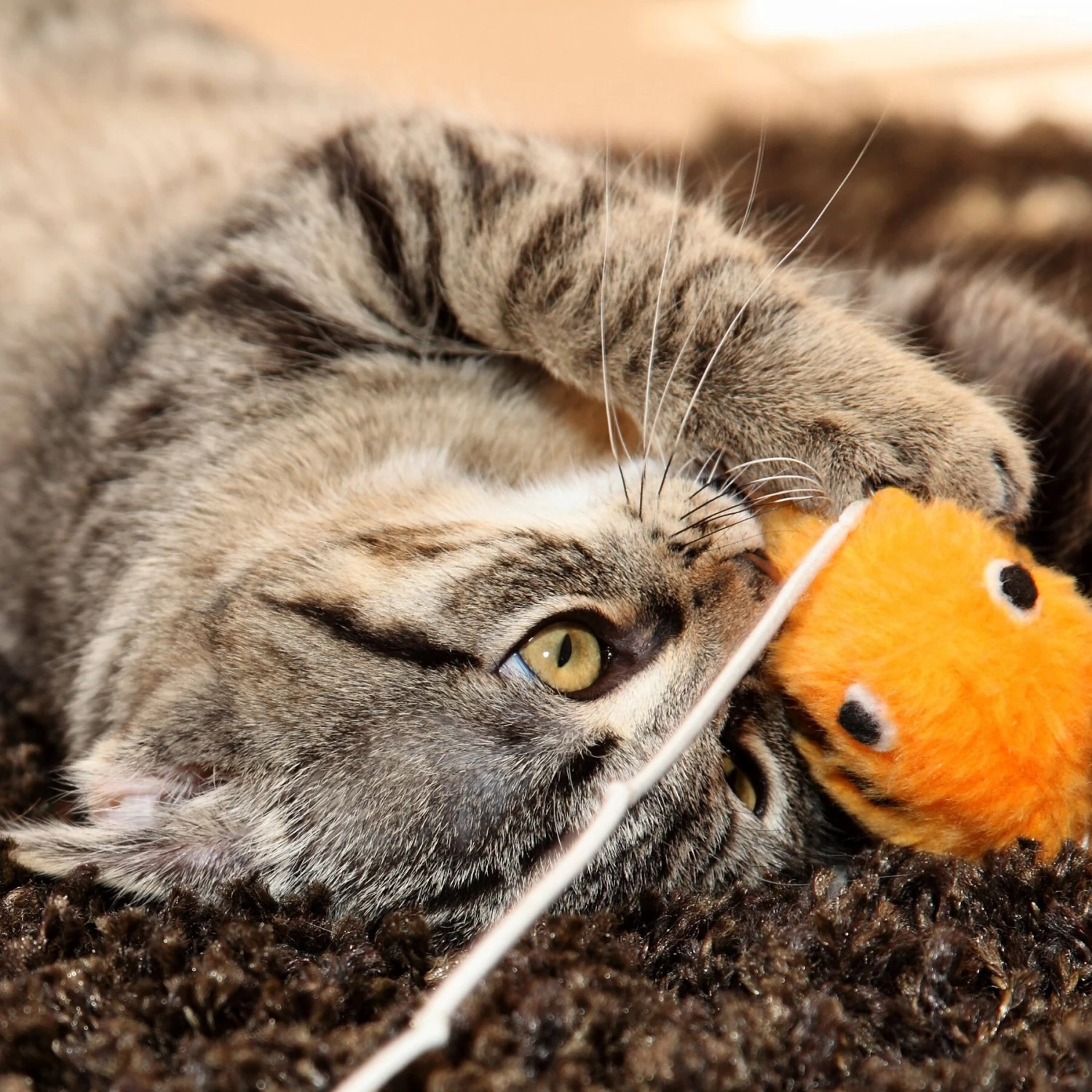 Pet Adobe Foldable Cat Activity Center 5 Pet Adobe Foldable Cat Activity Center - Image 5