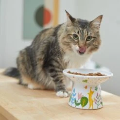 Frisco Cat Face Floral Wide Shape Elevated Non-Skid Ceramic Cat Bowl 8 Frisco Cat Face Floral Wide Shape Elevated Non-Skid Ceramic Cat Bowl -Cat Supplies 363377 PT3. AC SS1800 V1657657267
