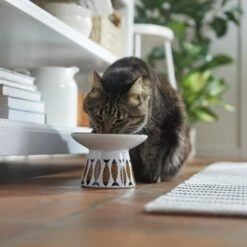 Frisco Cat Face Wide Shape Elevated Non-Skid Ceramic Cat Bowl -Cat Supplies 363381 PT3. AC SS1800 V1657657267