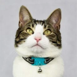 Kittyrama Breakaway Adjustable With Bell Cat Collar 10 Kittyrama Breakaway Adjustable With Bell Cat Collar -Cat Supplies 534230 PT2. AC SS1800 V1657658786