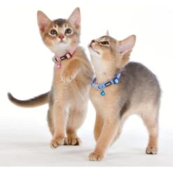 Red Dingo Nylon Breakaway Kitten Collar -Cat Supplies 57592 PT2. AC SS1800 V1684874968