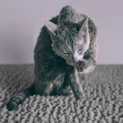 CatGuru Litter Mat, Gray -Cat Supplies 641030 PT4. AC SS1800 V1663797989