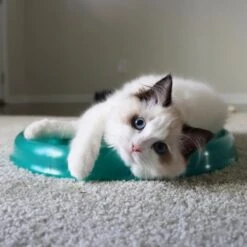 Bergan Scratcher Replacement Pads, 2 Count -Cat Supplies 64228 PT3. AC SS1800 V1673648560