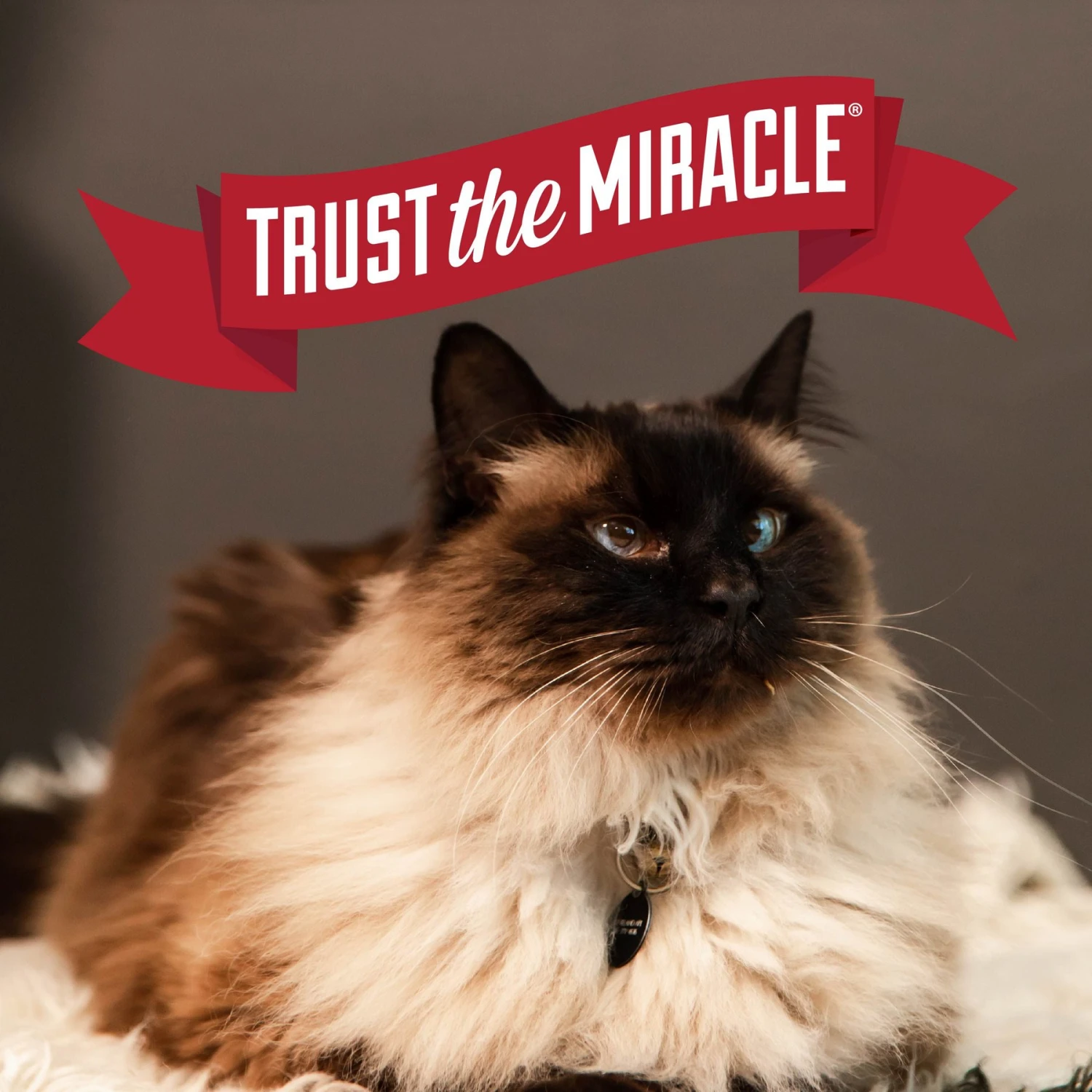 Nature's Miracle Intense Defense Unscented Clumping Clay Cat Litter 8 Nature's Miracle Intense Defense Unscented Clumping Clay Cat Litter - Image 8