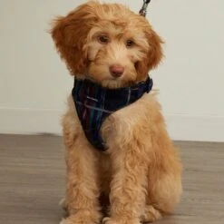 Vera Bradley Cat & Dog Harness, Tartan Plaid 10 Vera Bradley Cat & Dog Harness, Tartan Plaid -Cat Supplies 667750 PT4. AC SS1800 V1665604616