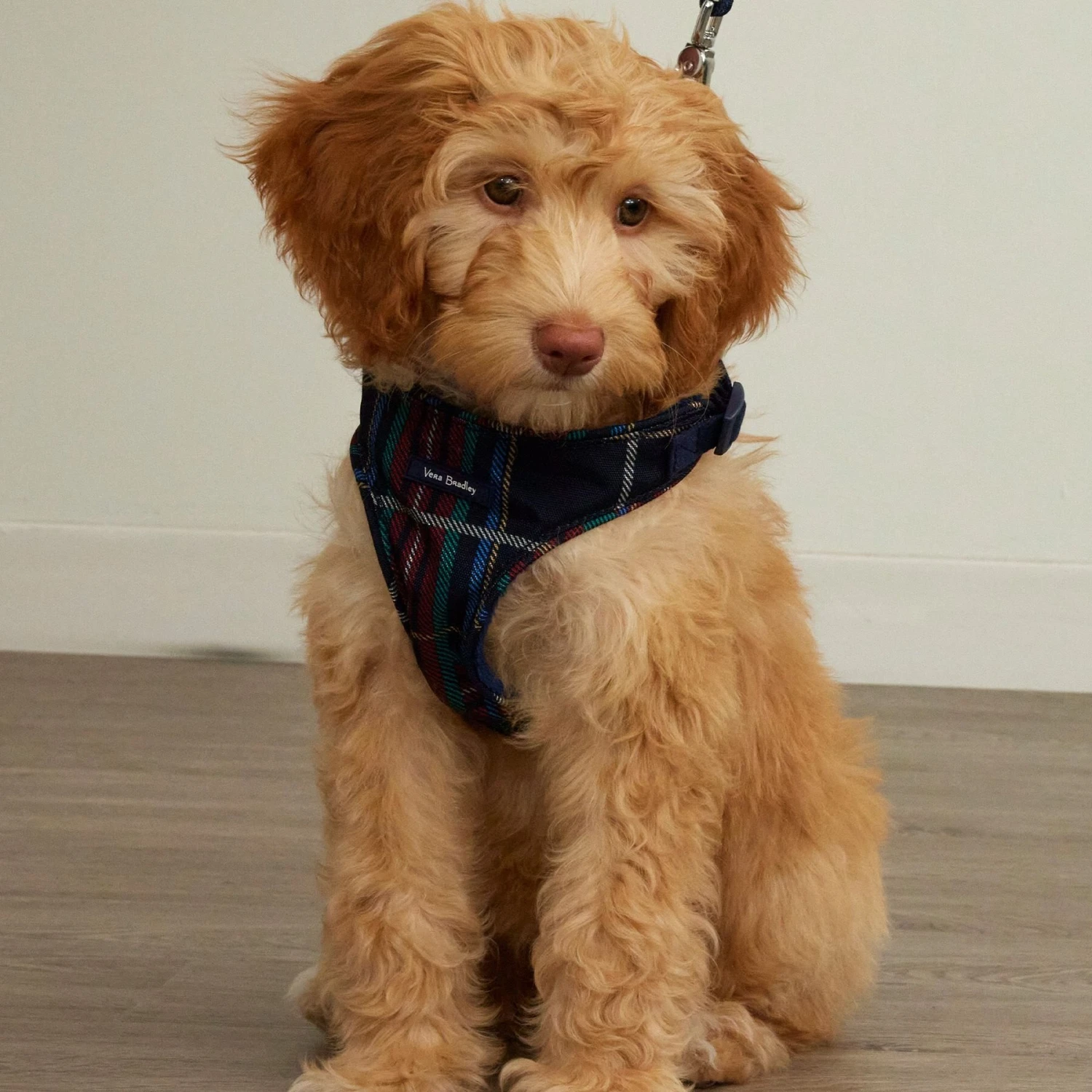 Vera Bradley Cat & Dog Harness, Tartan Plaid 5 Vera Bradley Cat & Dog Harness, Tartan Plaid - Image 5