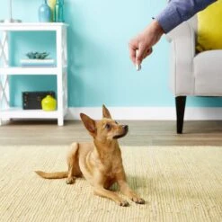 Ethical Pet Laser Exerciser Original 2 In 1 Dog & Cat Toy -Cat Supplies 71427 PT4. AC SS1800 V1553880425