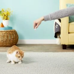 Ethical Pet Laser Exerciser Original 2 In 1 Dog & Cat Toy -Cat Supplies 71427 PT5. AC SS1800 V1553880443