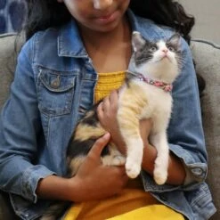 Li'l Pals Round Kitten Collar -Cat Supplies 754870 PT2. AC SS1800 V1673368182