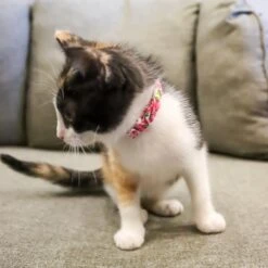 Li'l Pals Round Kitten Collar -Cat Supplies 754870 PT4. AC SS1800 V1673366516