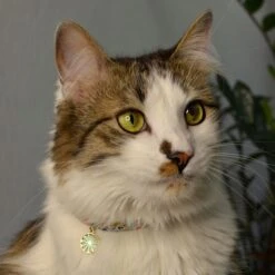 Necoichi Sunny Blossoms Cat Collar -Cat Supplies 759486 PT7. AC SS1800 V1683832279