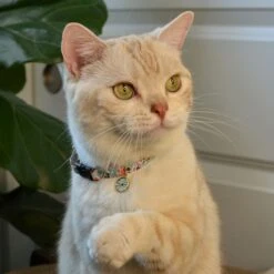 Necoichi Sunny Blossoms Cat Collar -Cat Supplies 759486 PT8. AC SS1800 V1683912521