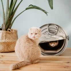 District 70 CAN Perfect Hiding Spot Funny Cat Scratcher, Grey -Cat Supplies 762118 PT5. AC SS1800 V1675868095