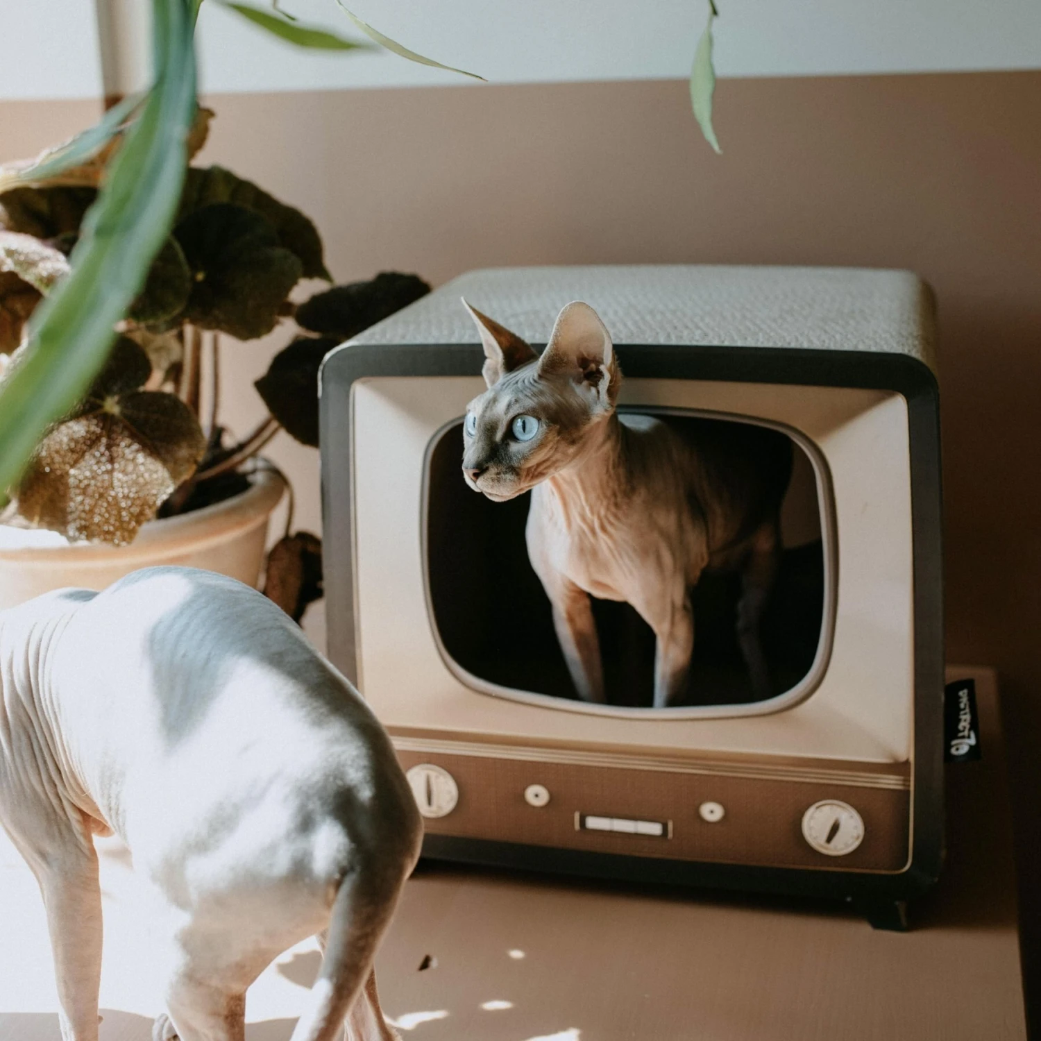 District 70 TELLY Retro Design Cat Scratcher, Brown 5 District 70 TELLY Retro Design Cat Scratcher, Brown - Image 5