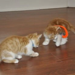 Bergan Whirly Pop Cat Toy With Catnip -Cat Supplies 79187 PT2. AC SS1800 V1533671590