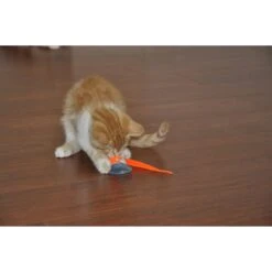 Bergan Whirly Pop Cat Toy With Catnip -Cat Supplies 79187 PT5. AC SS1800 V1533671686