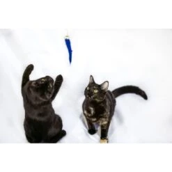 Honest Pet Products Eco Kitty Catcher Fishpole Cat Toy -Cat Supplies 797214 PT6. AC SS1800 V1690572752