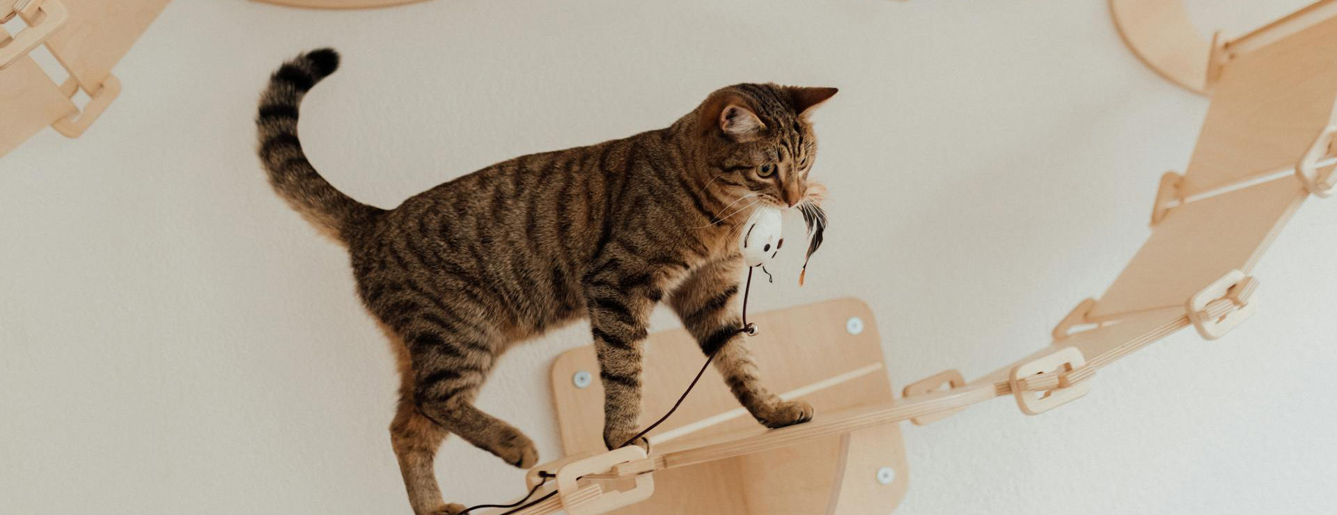 Cat Supplies -Cat Supplies pexels arina krasnikova 7725989