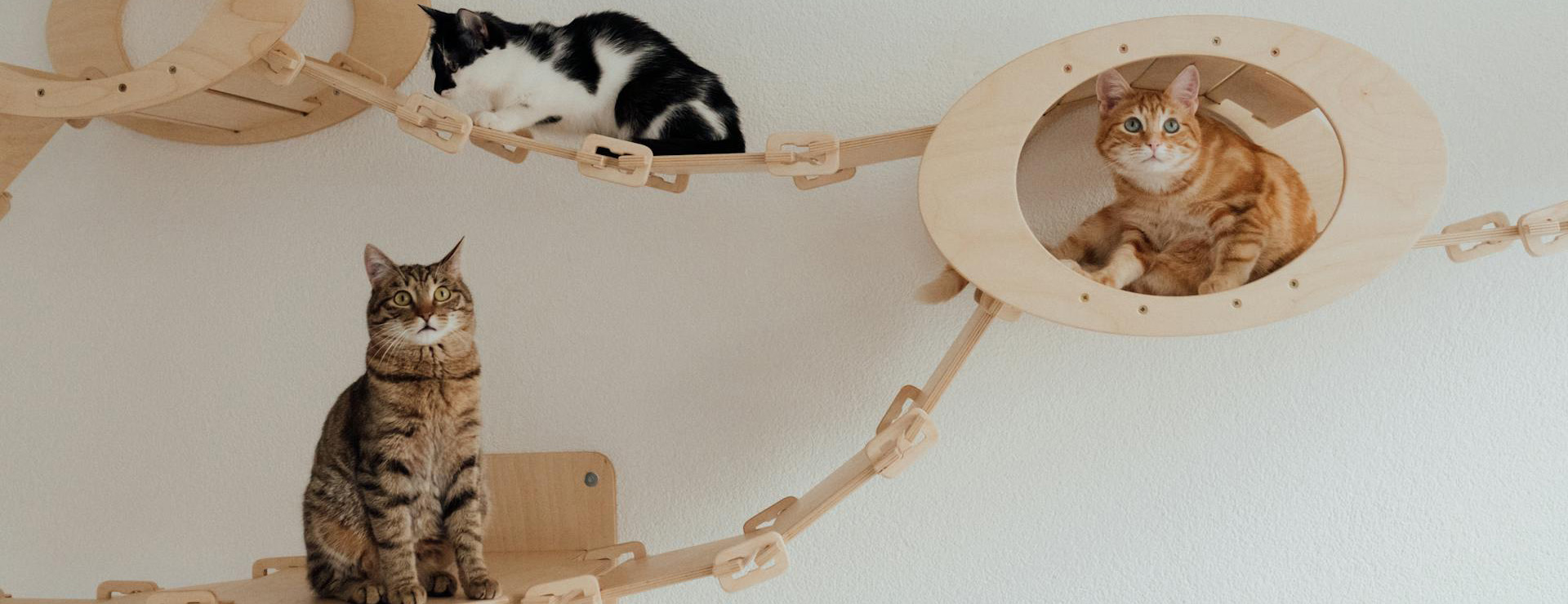 Cat Supplies -Cat Supplies pexels arina krasnikova 7726315